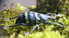 Indonesischer Rüsselkäfer_1.jpg